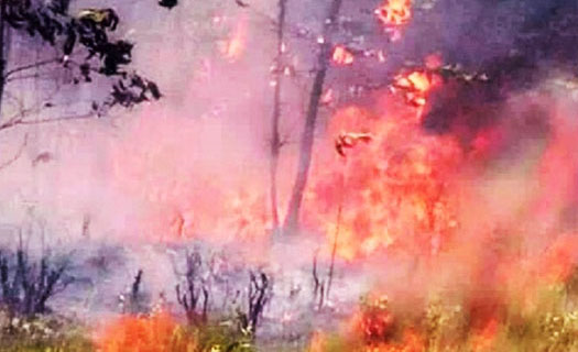 Thừa Thiên - Huế: 20ha rừng trồng bị bà hỏa thiêu rụi